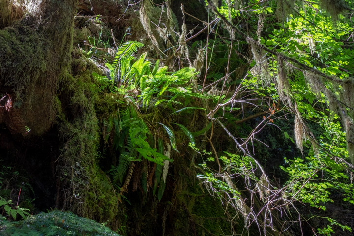 Ferns in sun