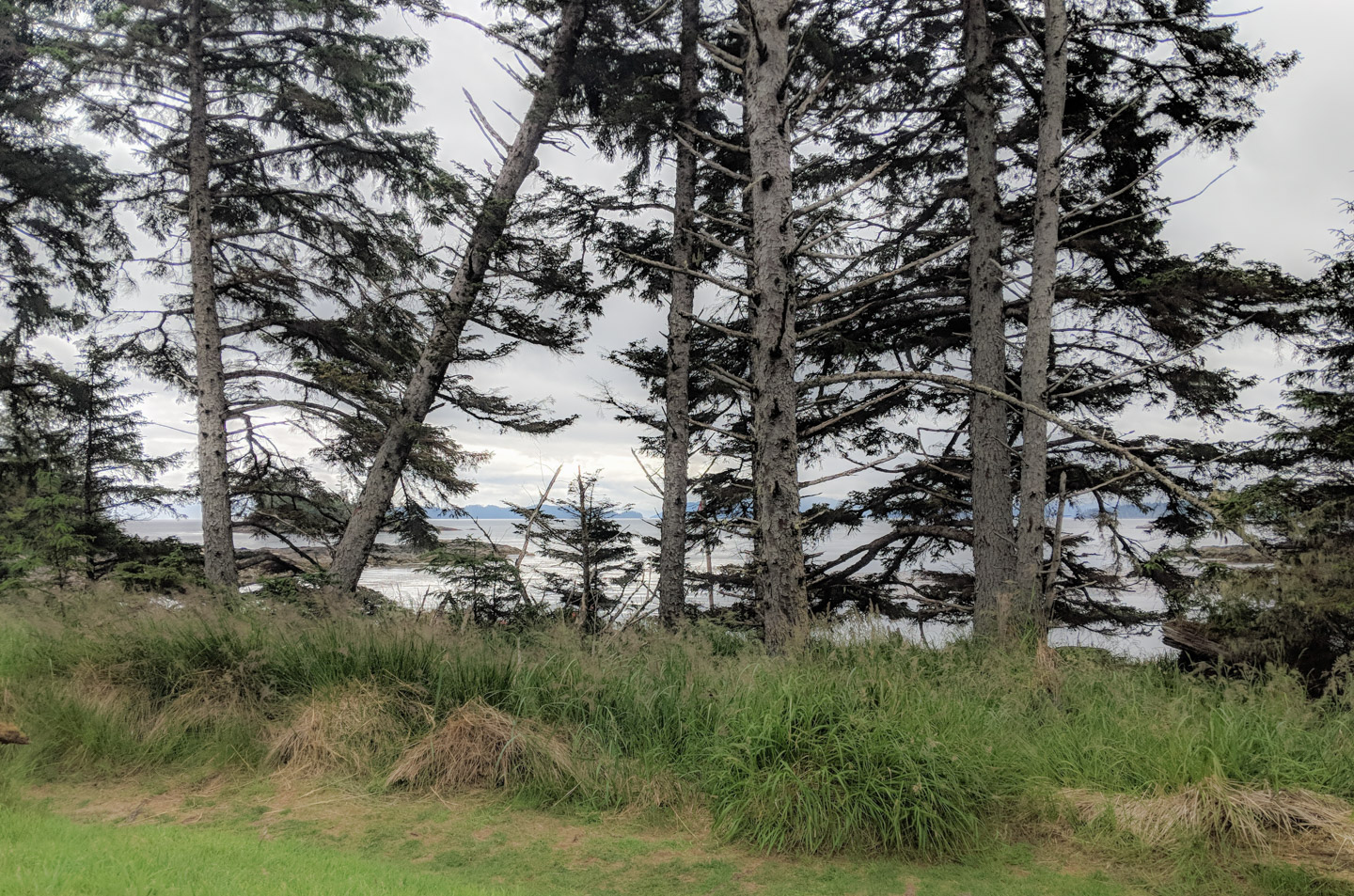 Trees behind a beach in Gwaii Haanas