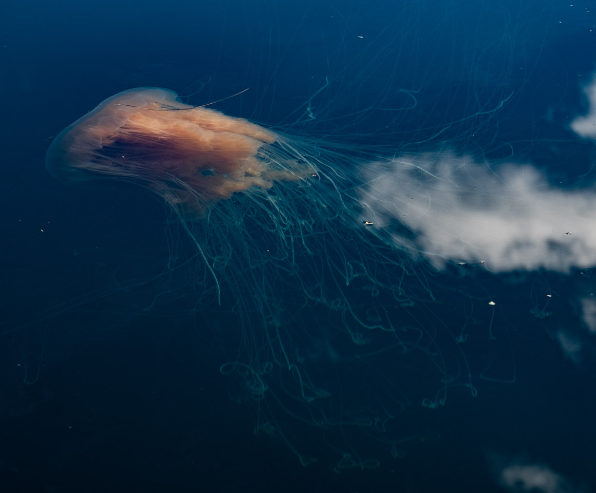 Fried egg jellyfish in Gwaii Haanas