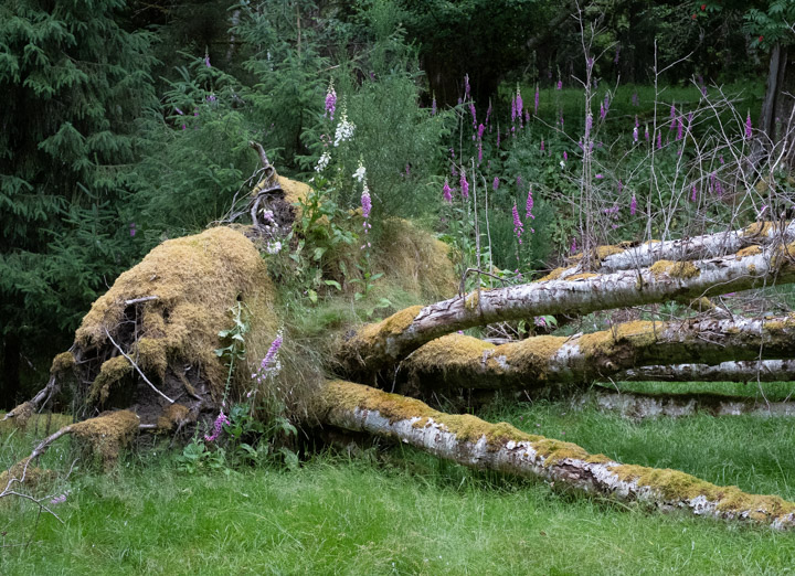 Lushness behind a beach in Gwaii Haanas