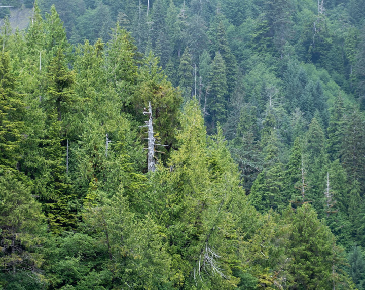 Eagle in Haida Gwaii