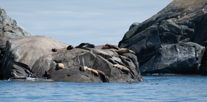 Steller Sea Lions in Gwaii Haanas