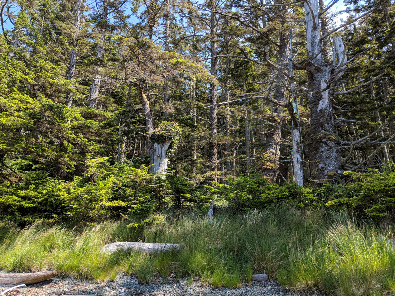 Forest fringe in Gwaii Haanas