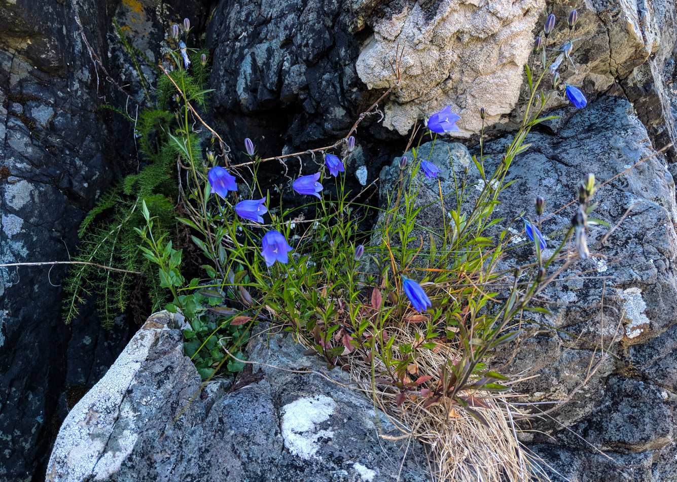 Stone flowers in Gwaii Haanas