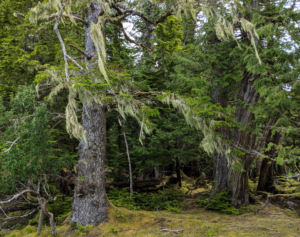 Mossy-laden trees in Gwaii Haanas