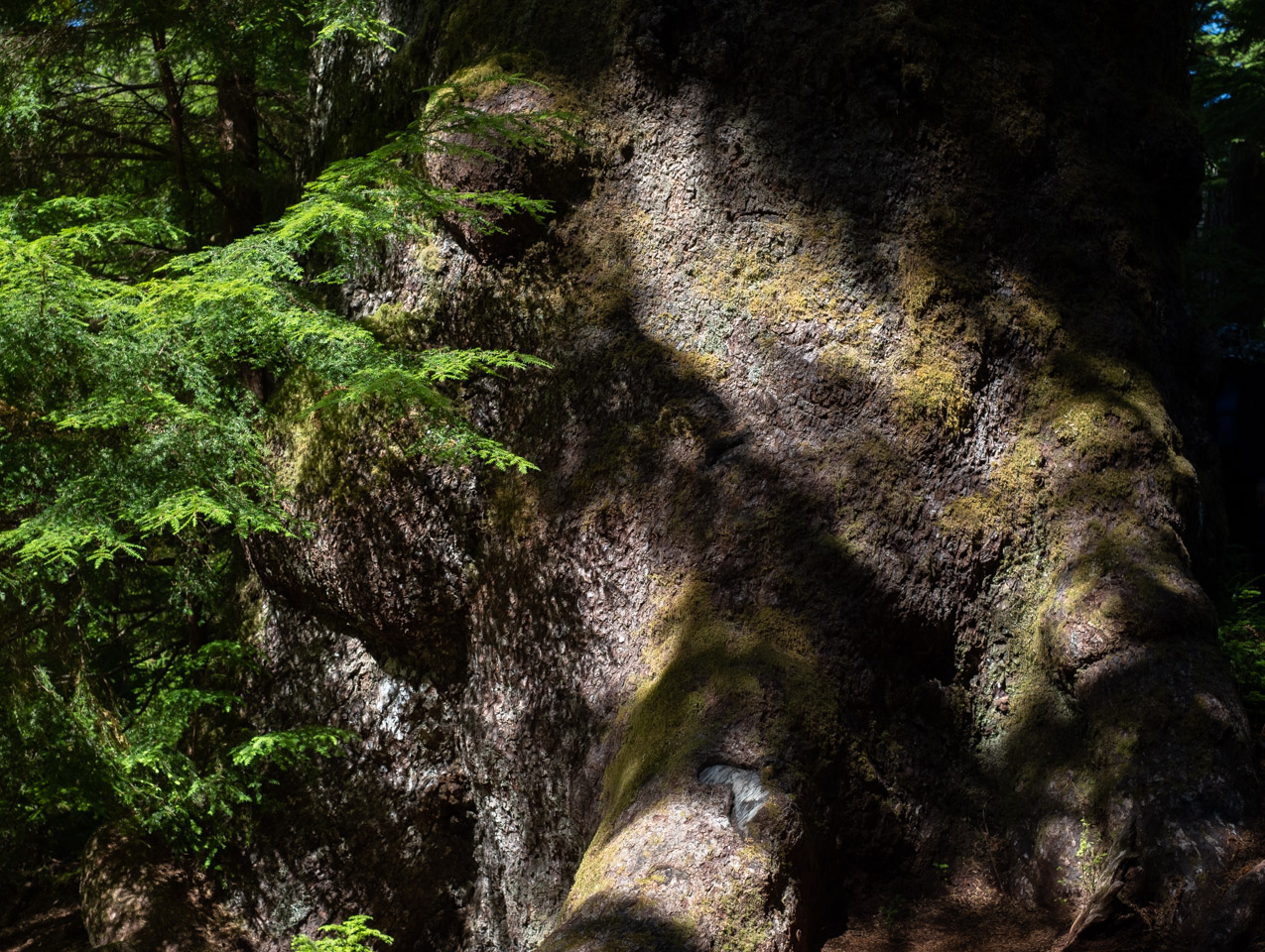 Tree base in Gwaii Haanas