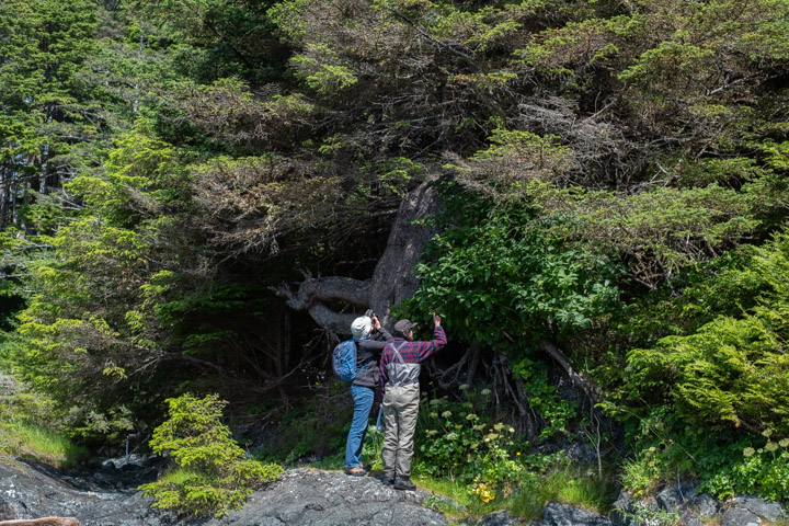 Voyagers examining trees in Gwaii Haanas