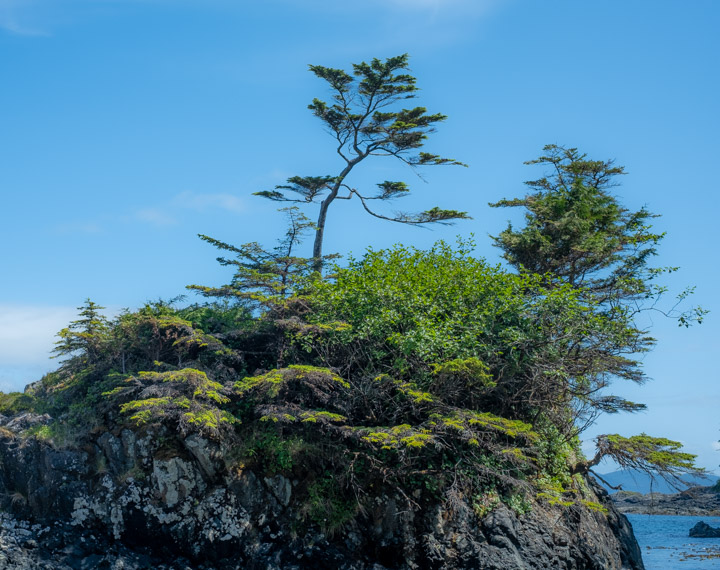 Natural Bonsai at SG̱ang Gwaay in Gwaii Haanas