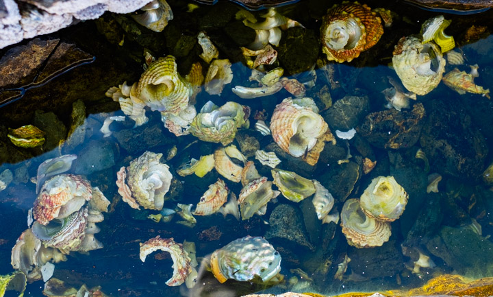 Seashells in a pool in Gwaii Haaanas