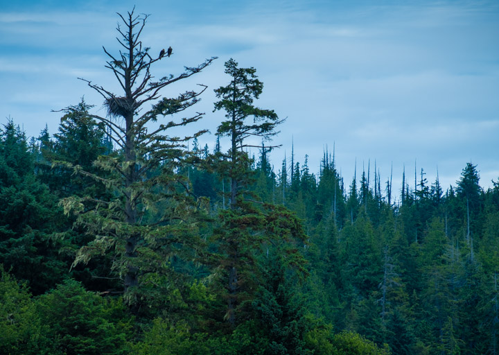 Two eagles in Gwaii Haanas