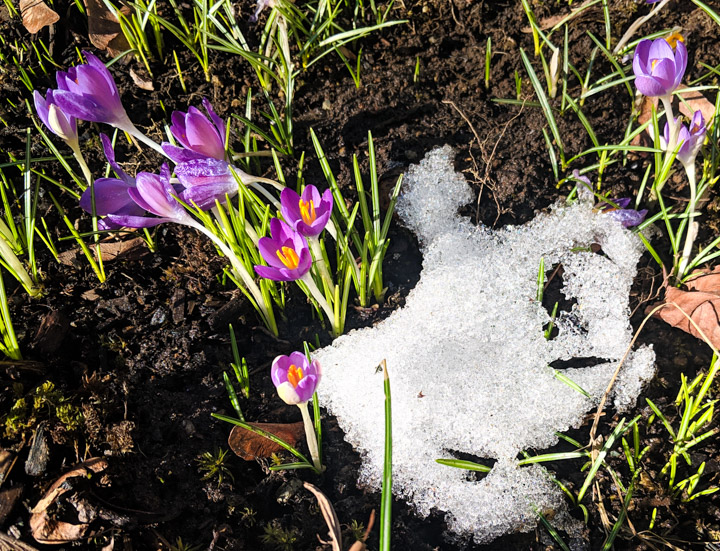 2019 Crocuses 2019 Crocuses
