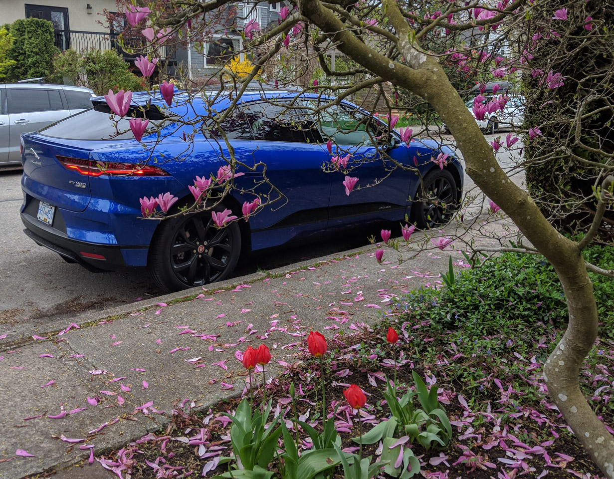 Magnolia I-Pace