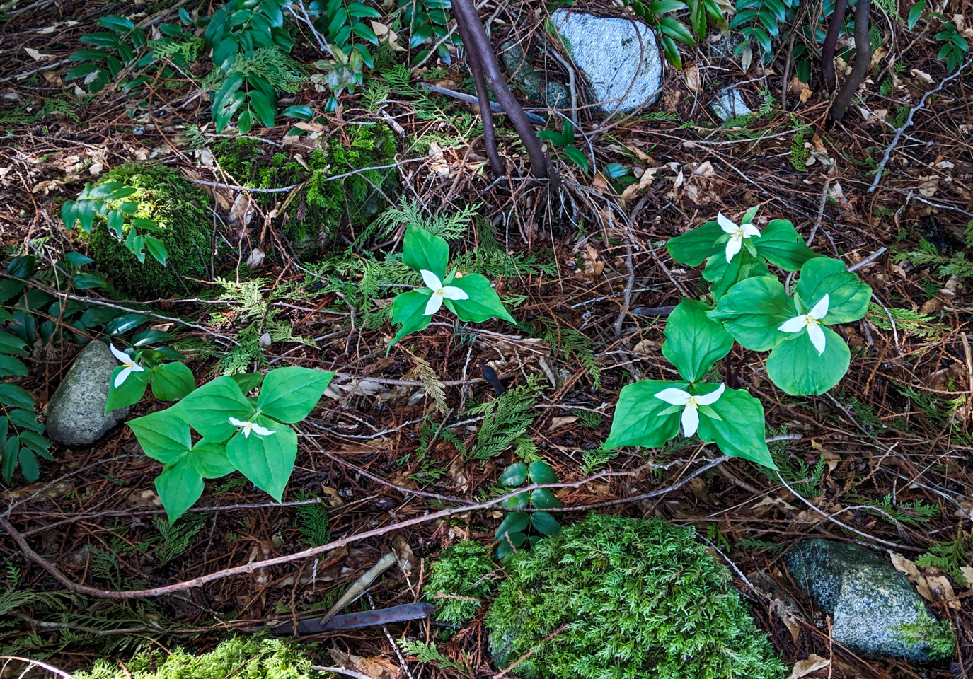 Trillium blossoms on Keats Island