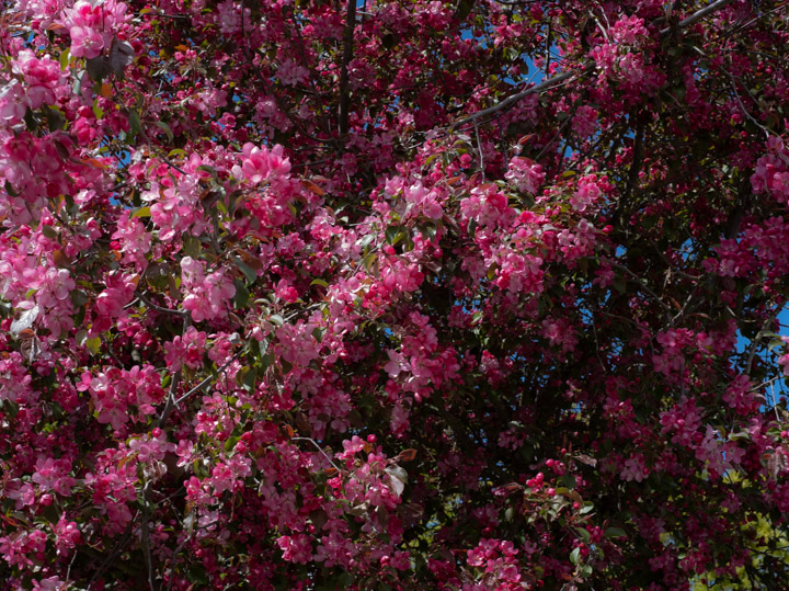 Pink tree blossoms