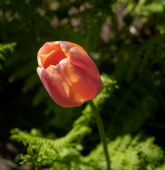 Tulip