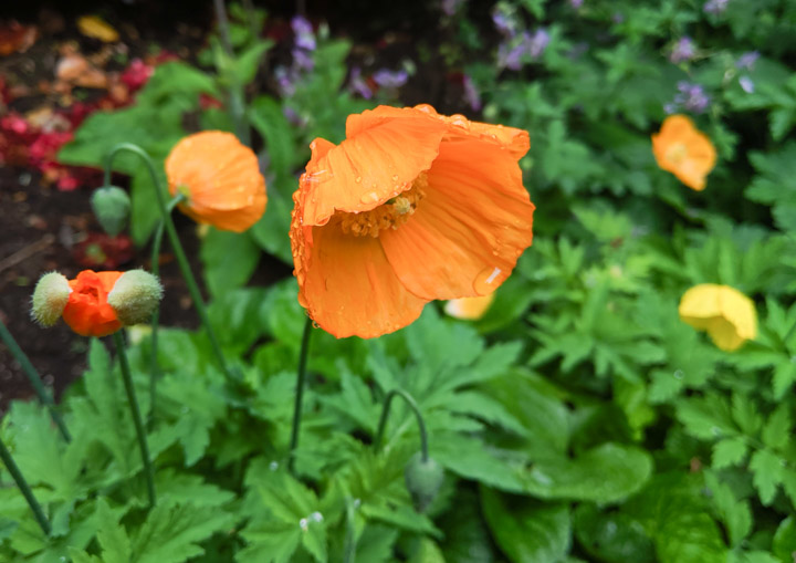 Wet poppy flowers