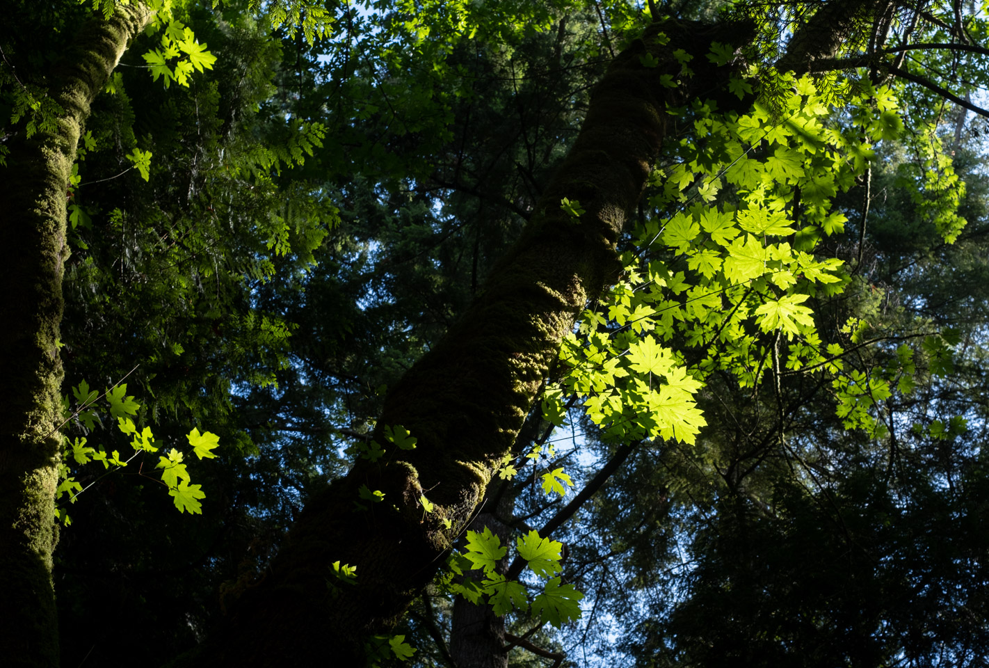 Forest on Keats Island