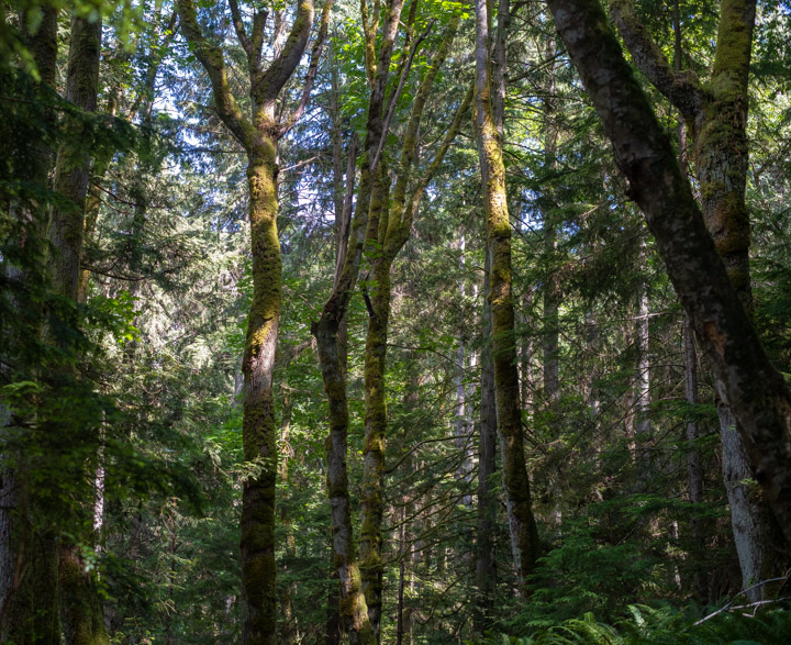 Forest on Keats Island