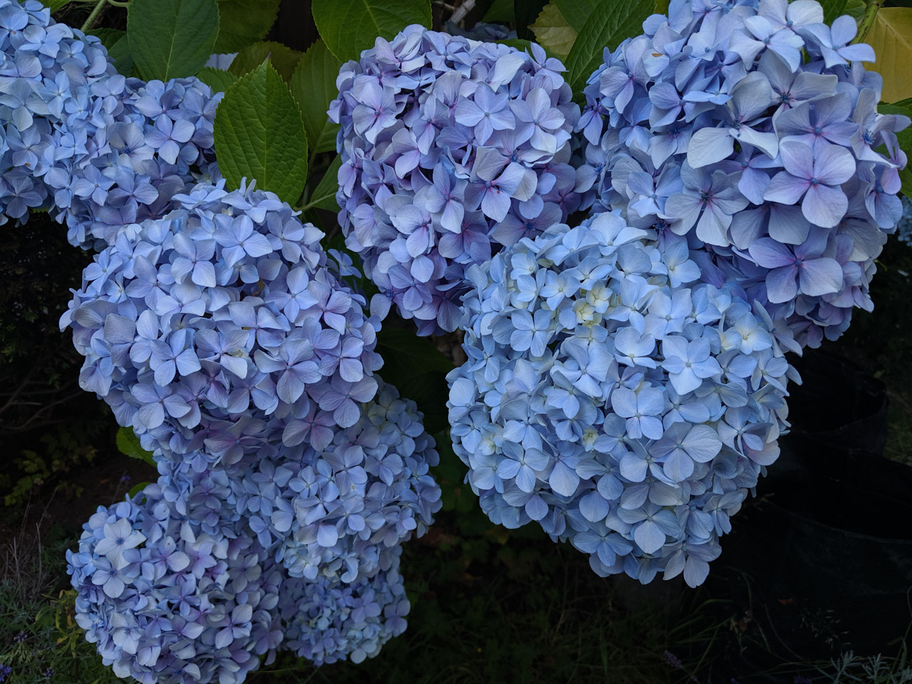 Hydrangea (Google Pixel JPG)