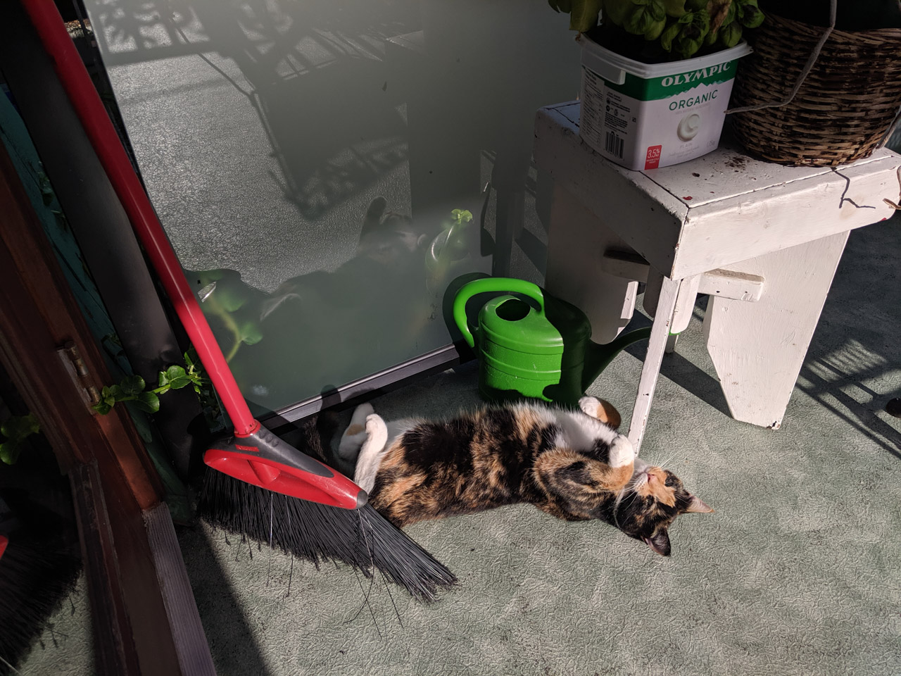 Cat on the back porch (Google Pixel JPG)