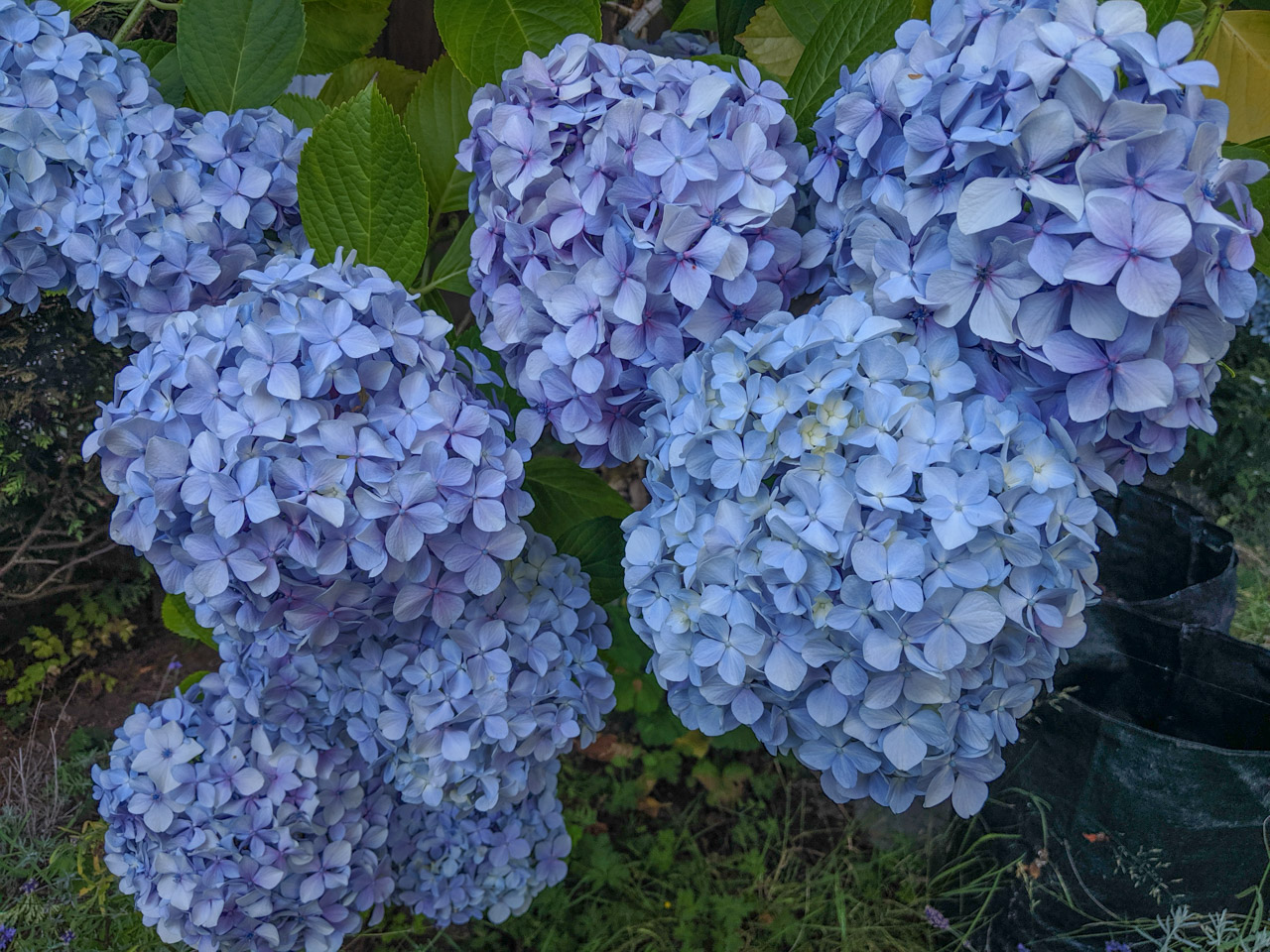 Hydrangea (Google Pixel JPG, edited)