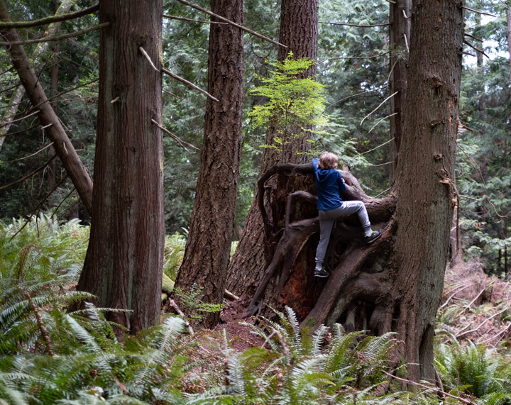 Kid climbing tree and stump on Keats Island