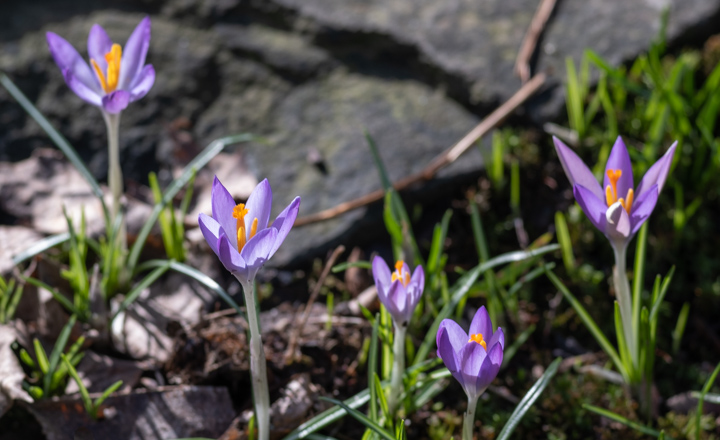 Crocuses