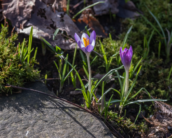 Crocuses