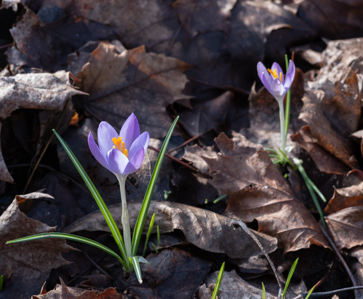 Crocuses