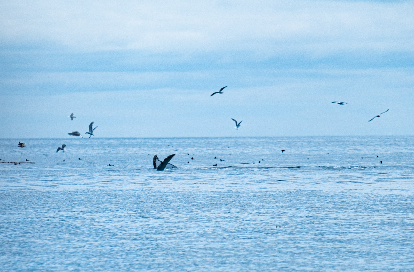 Humpbacks in Haida Gwaii