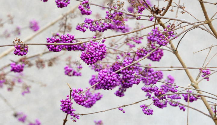 purple berries