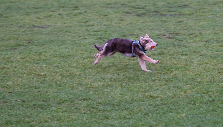 Dog in Jonathan Rogers Park