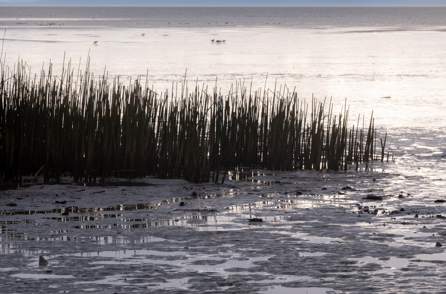 Tidal flat vegetation at Iona Park, Vancouver.