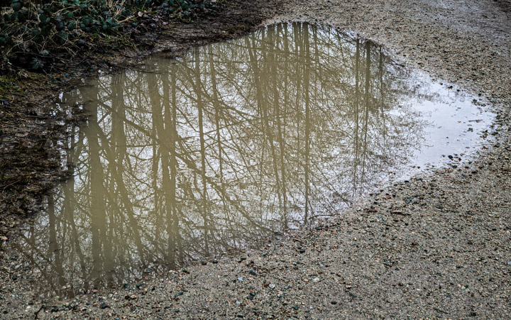 Reflecting puddle in McDonald Park on Sea Island, Vancouver