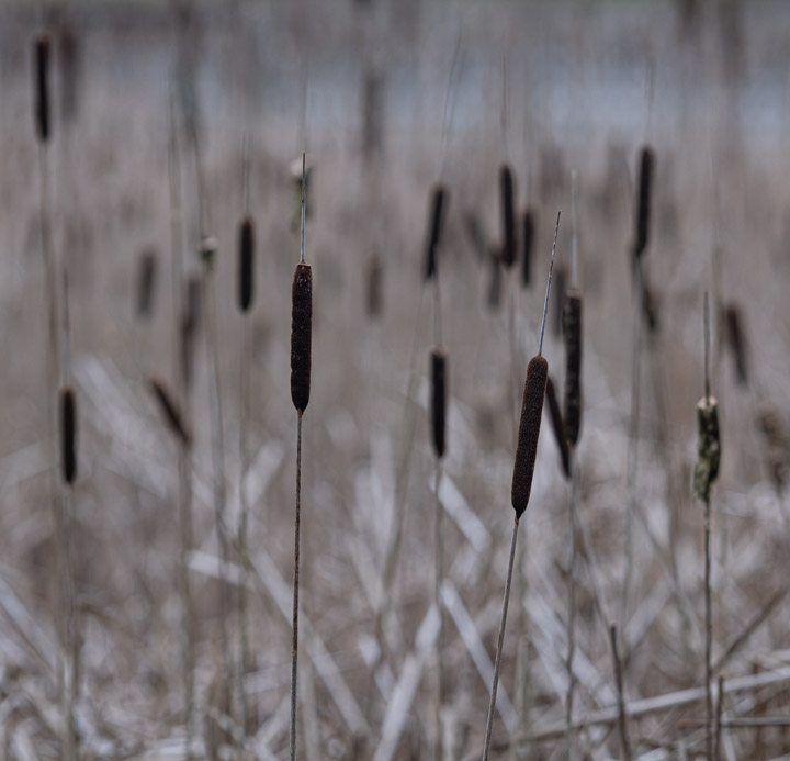 Cattails in McDonald Park on Sea Island, Vancouver