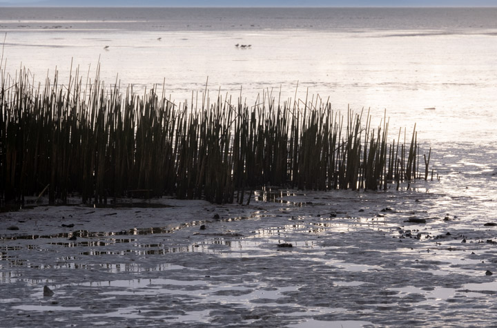 Tidal flat vegetation at Iona Park, Vancouver.