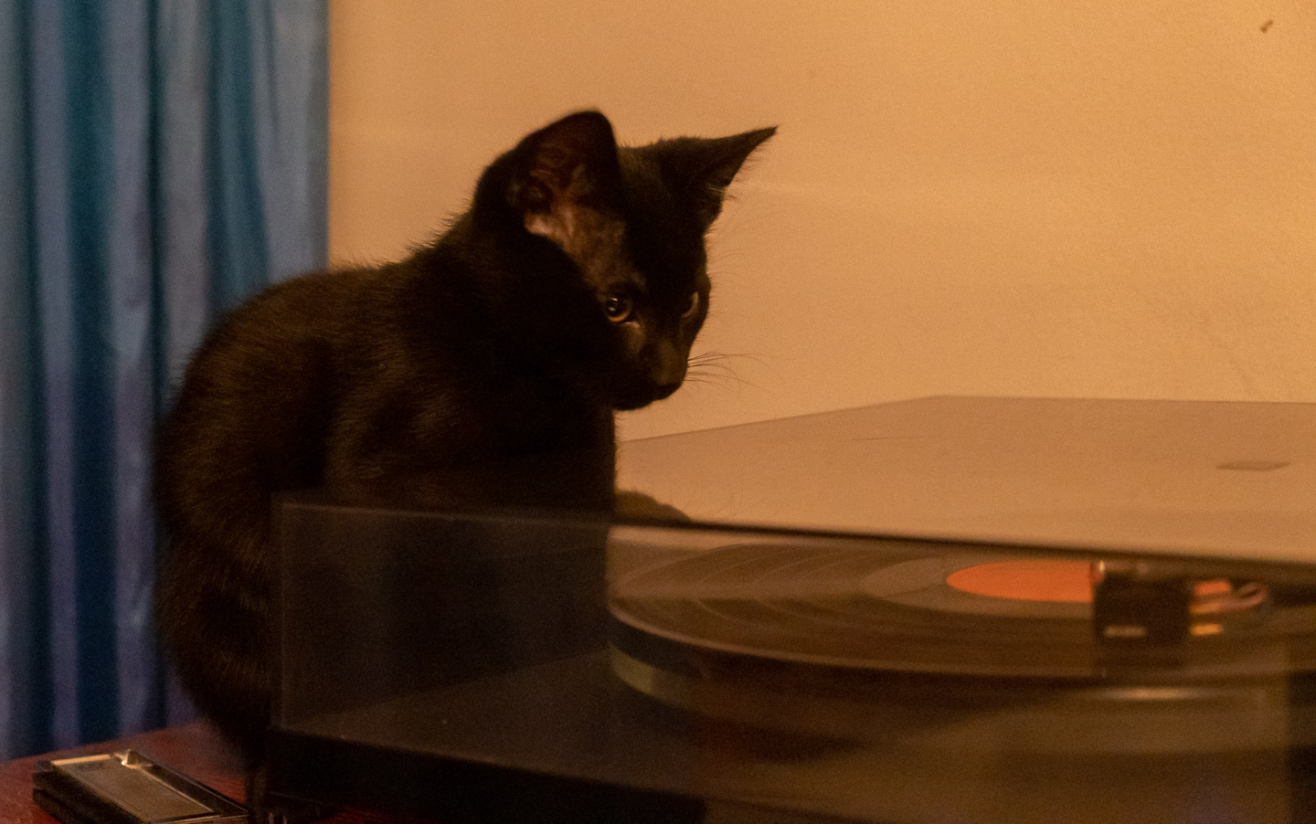 þ the kitten and a record player