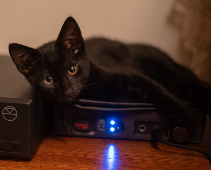 þ the kitten relaxing on a DAC