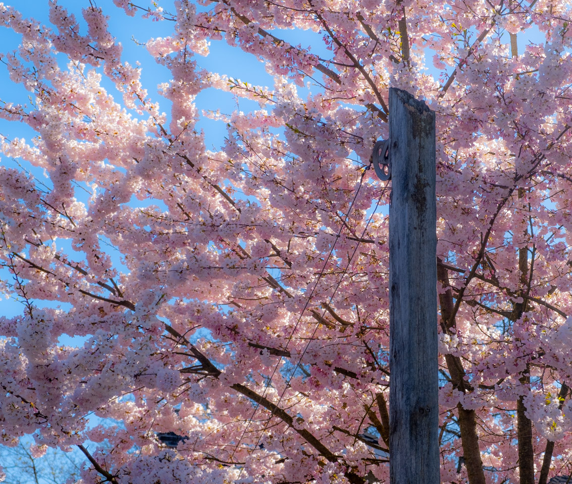 Flowering fruit tree in Vancovuer’s Riley Park neighborhood