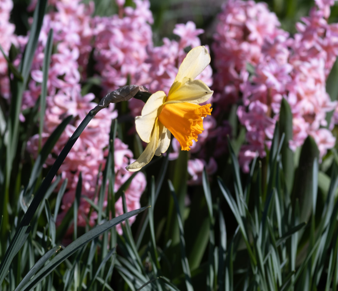 Daffodil with something pink behind