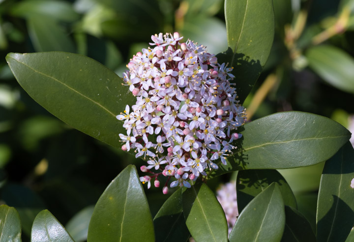 Tiny flowers, April in Vancouver