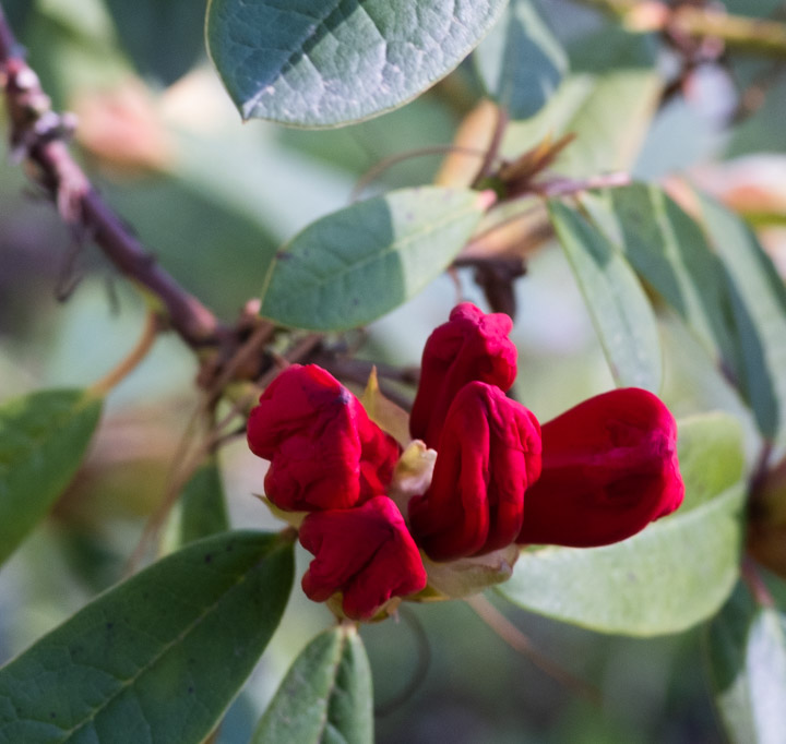 Rhododendron blossoms about to open