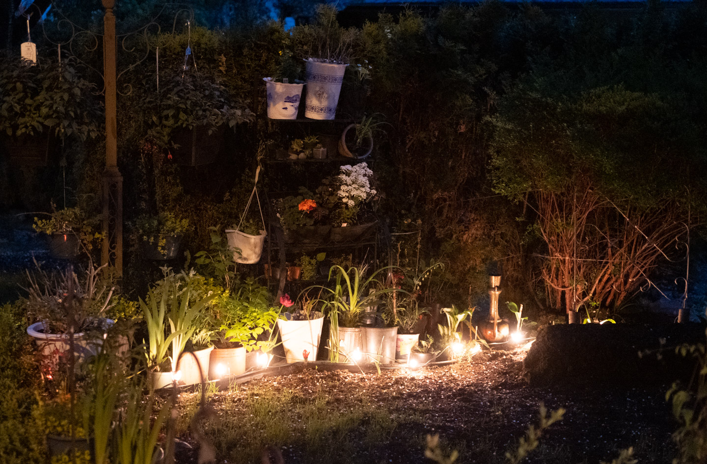 Light display in an East Vancouver garden