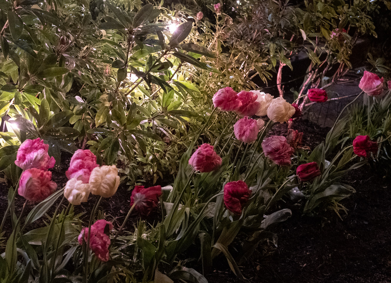 Lights amid tulips in East Vancouver twilight