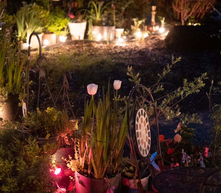 Light display in an East Vancouver garden