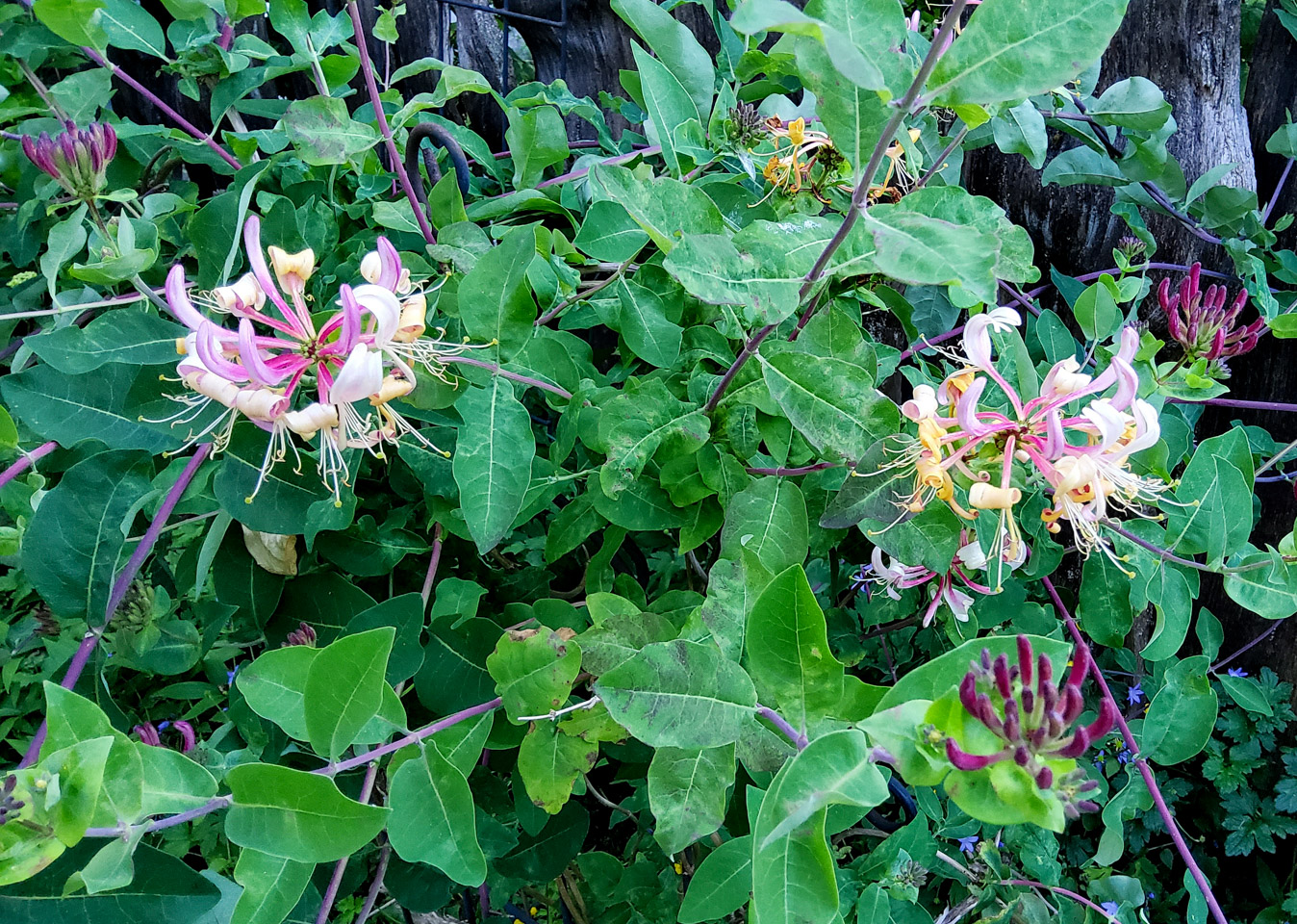 Native honeysuckles, shot with Galaxy Tab S7+