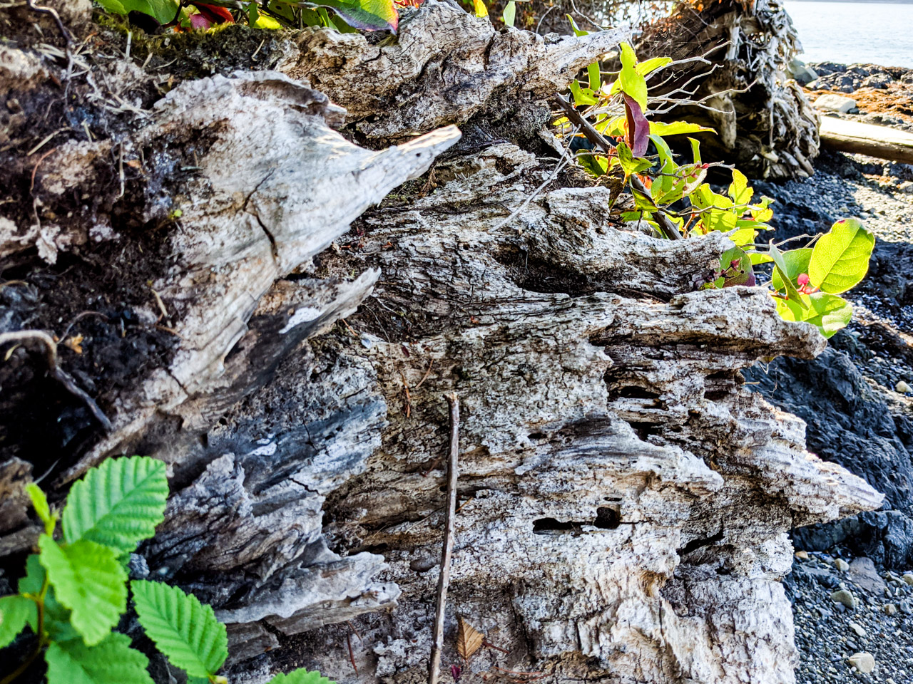 Driftwood with green vegetation