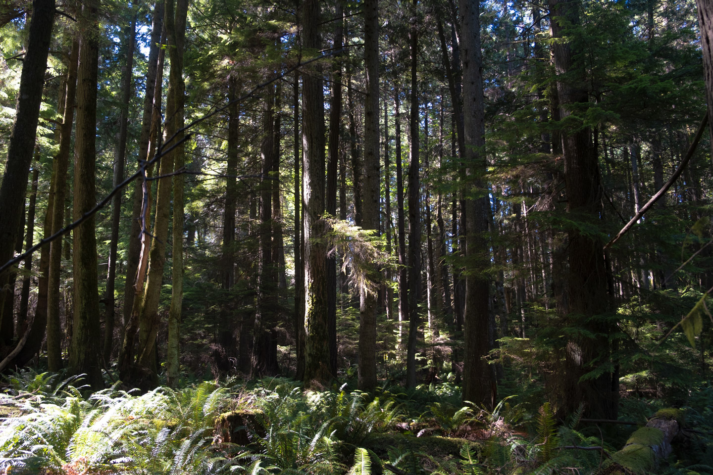 Dark rainforest view