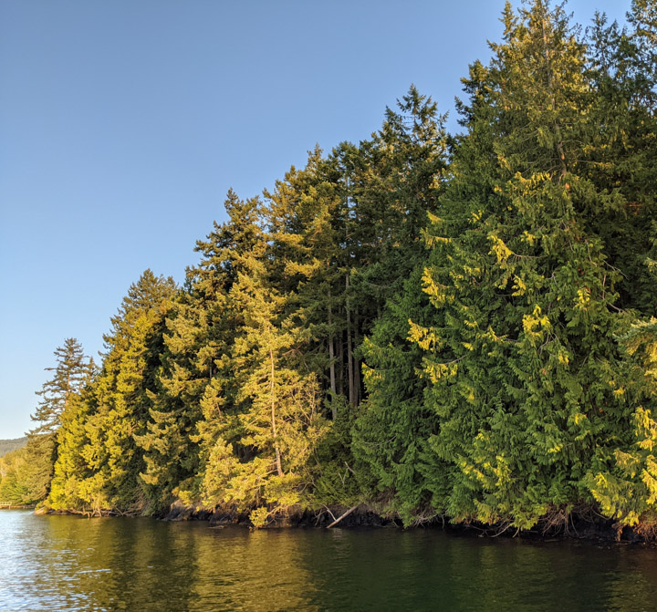 Evergreens by the edge of the ocean at high tide Evergreens by the edge of the ocean at high tide