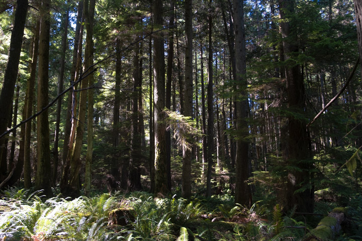 Dark rainforest view